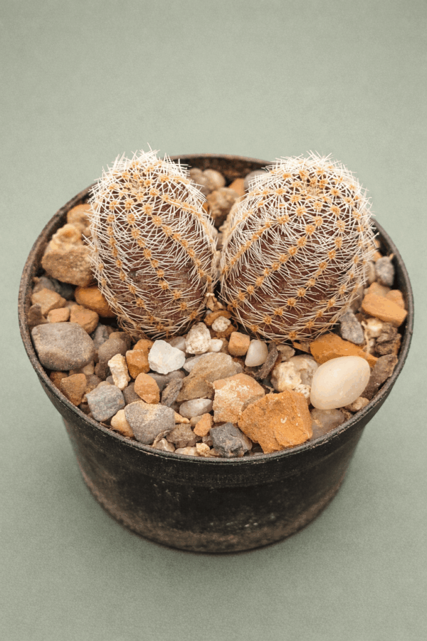 Mediolobivia mudaensis