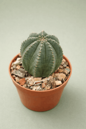 file_00000000b62871f494ced2e7440db3df Euphorbia hybrid