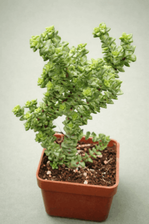 Crassula brevifolia