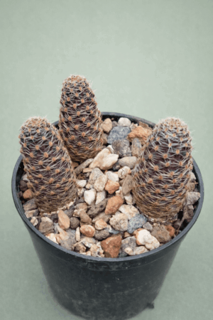 Mediolobiva haagei v canacruzensis