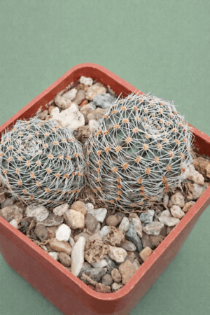 file_00000000e508722f8f3b1a82c4a86480 Mediolobivia pectinata