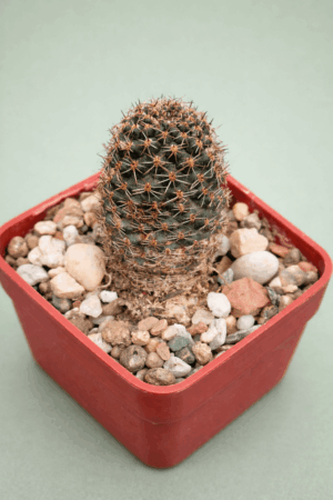 file_00000000e8c8722f986c7888032144a2 Mediolobivia ithyacantha