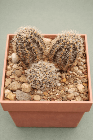 Mediolobivia steinmannii v parvula