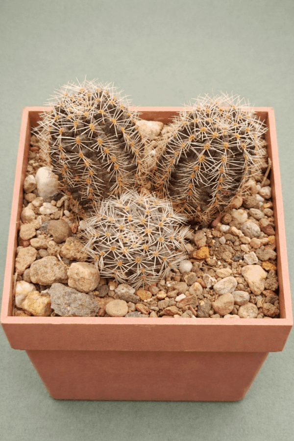 Mediolobivia steinmannii v parvula