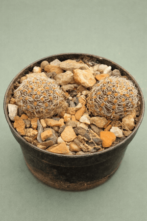 Mediolobivia nigricans