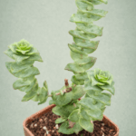 Crassula perforata