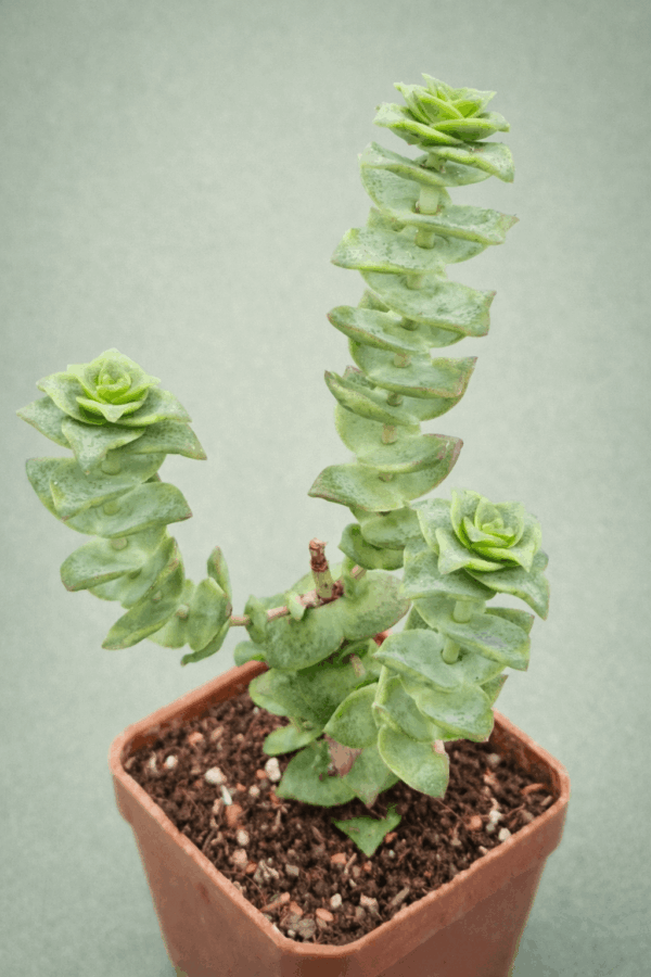 Crassula perforata