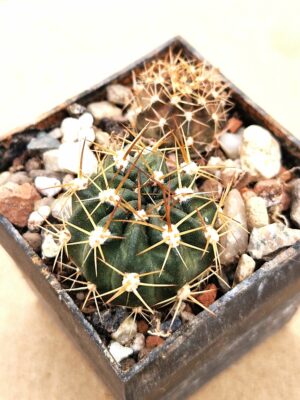 20260201_095511 Lobivia zecherii v ayocuchensis