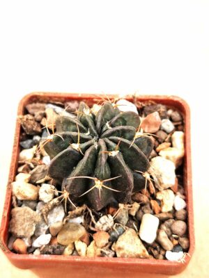 20260201_095719 Lobivia tegeleriana v akersii