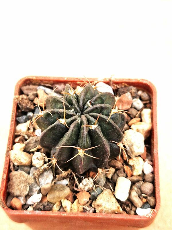 Lobivia tegeleriana v akersii