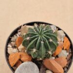 Lobivia pugionacantha v versicolor