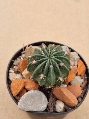 20260201_095805 Lobivia pugionacantha v versicolor