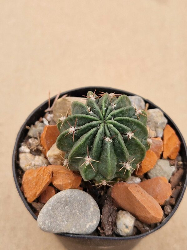 Lobivia pugionacantha v versicolor