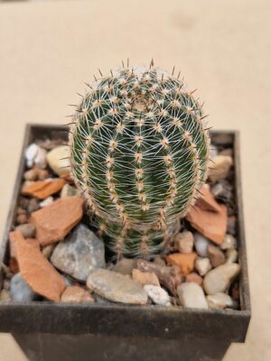 Lobivia densispina v kreuzingeri