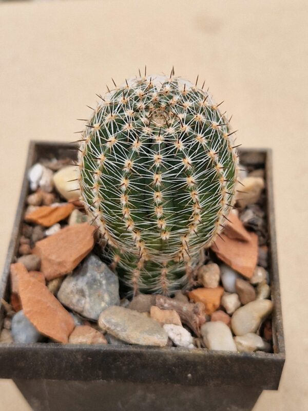 Lobivia densispina v kreuzingeri