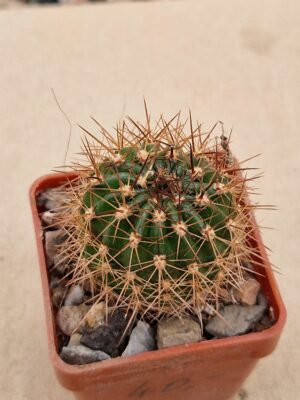 20260201_100012 Lobivia mamilosa v flexilis