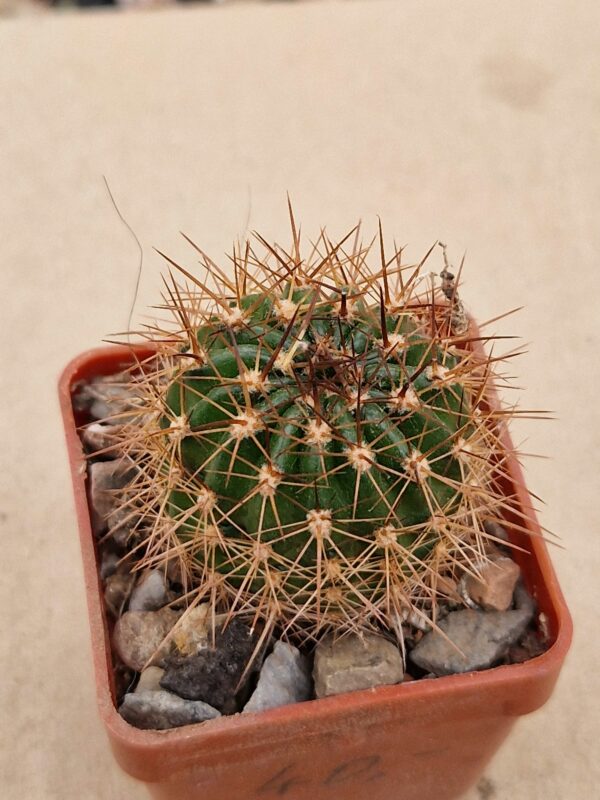 Lobivia mamilosa v flexilis