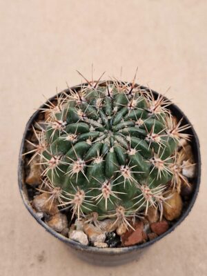 Lobivia acanthoplegma v neocinnabarina