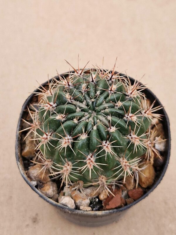 Lobivia acanthoplegma v neocinnabarina