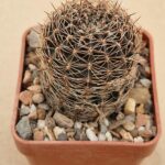 Lobivia densispina v kreuzingerii