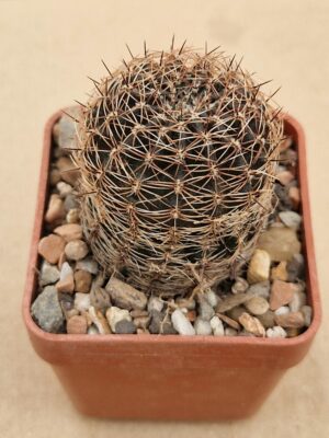 Lobivia densispina v kreuzingerii