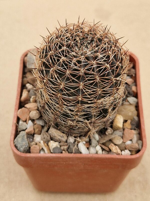 Lobivia densispina v kreuzingerii