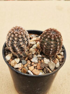 Lobivia amblayensis v albispina