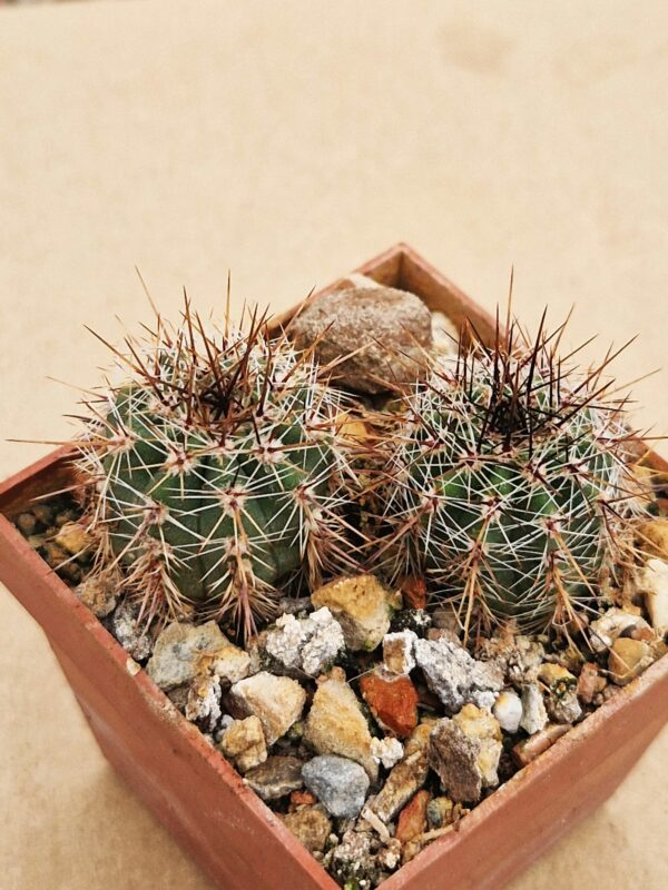 Lobivia aurea v calochrysea