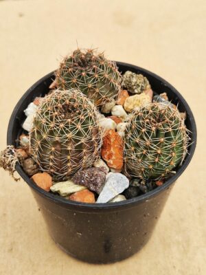 20260207_092332 Lobivia saltensis