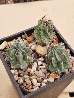 20260207_092614 Lobivia jajoiana v paucicostata