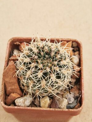 Lobivia acanthoplegma v oligotricha