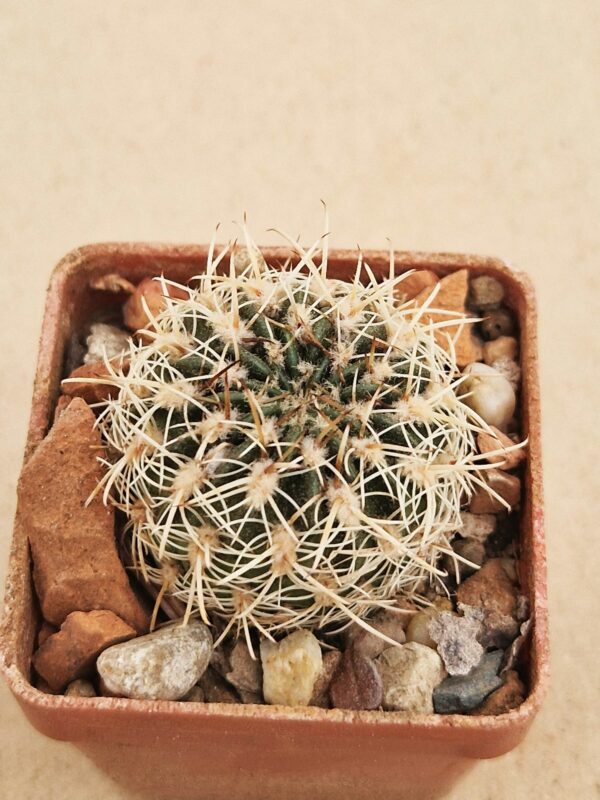 Lobivia acanthoplegma v oligotricha