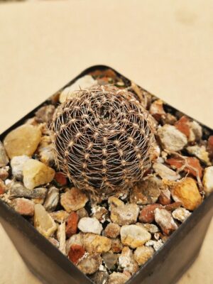 Lobivia densispina v kreuzingerii