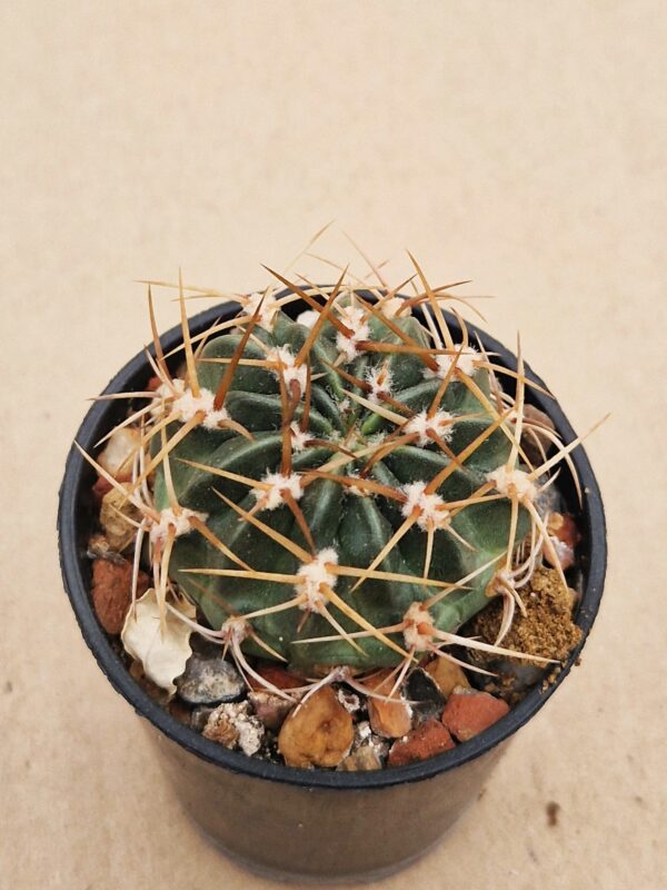 Lobivia acanthoplegma v vacasensis