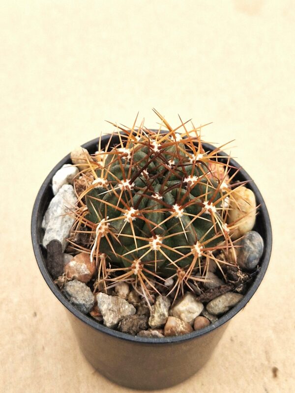 Lobivia hertrichiana v incaica