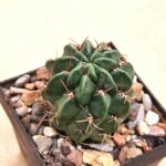 Lobivia maximilliana v sicuaninensis