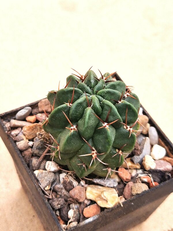 Lobivia maximilliana v sicuaninensis