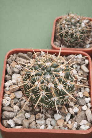file_0000000050f071fdb6be0bf64b988dd6 Notocactus submamulosus
