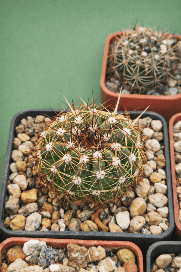 Notocactus ottonis