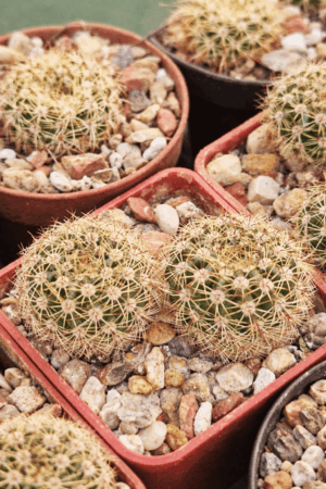 file_00000000848471fd927135e71be2270a Notocactus megapotamicus