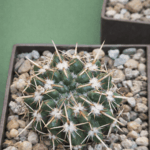 file_00000000a35471fd99848867a7449aee Notocactus submamulosus
