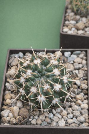 file_00000000a35471fd99848867a7449aee Notocactus submamulosus