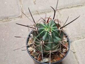 Lobivia ferox v wilkeae