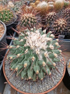 20260321_151225 semena Thelocactus lophothele