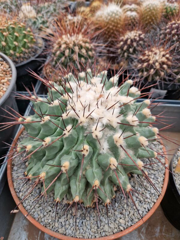 semena Thelocactus lophothele