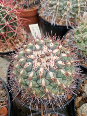 20260321_151619 semena Thelocactus lloydii