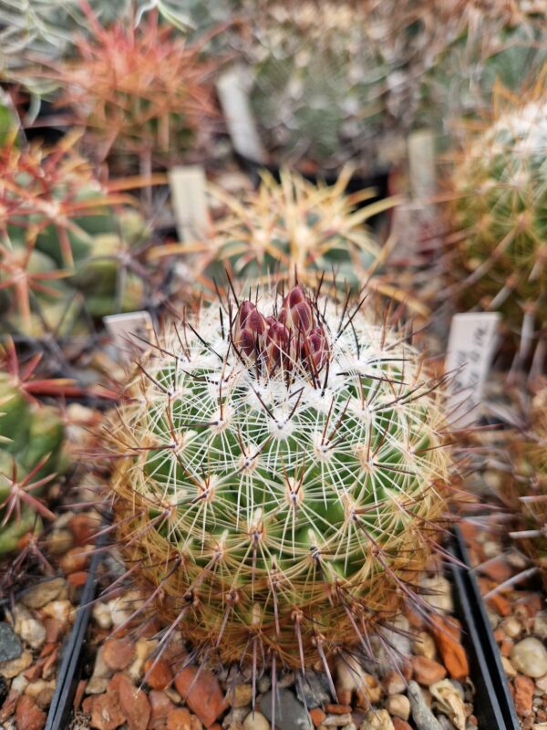 semena Thelocactus sp VZD 170