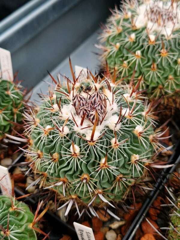 semena Echinofossulocactus multicostatus