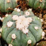 20260322_104644 semena Echinocactus horizonthalonius