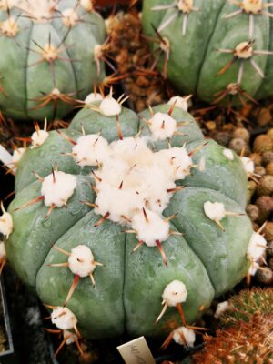 20260322_104644 semena Echinocactus horizonthalonius